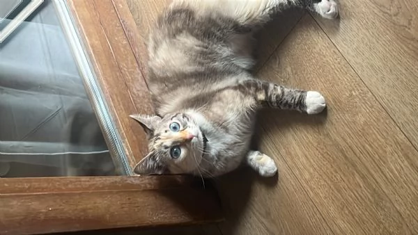 Gatto europeo  | Foto 1