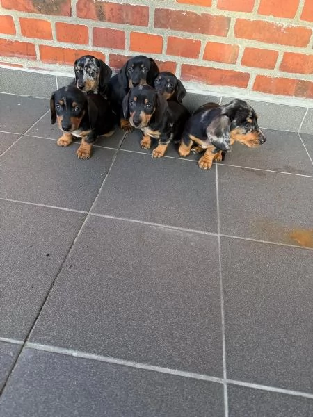 Cuccioli di bassotti maschietti femminucce