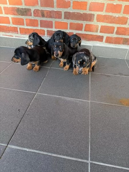 Cuccioli di bassotti maschietti femminucce | Foto 2