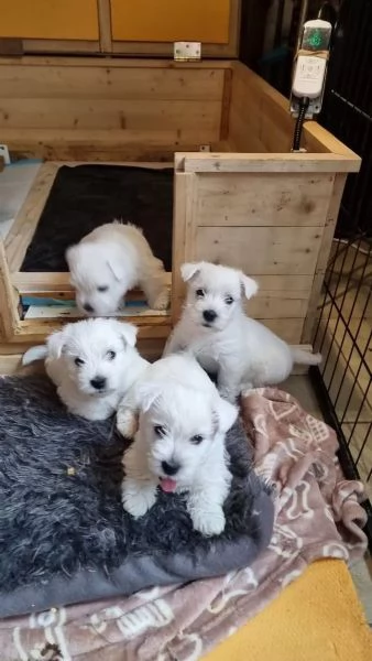 Dolci e adorabili cuccioli di Westie cuccioli di West Highland White Terrier di razza pura