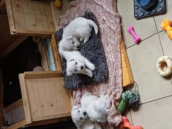 Cuccioli di West Highland White Terrier | Foto 0