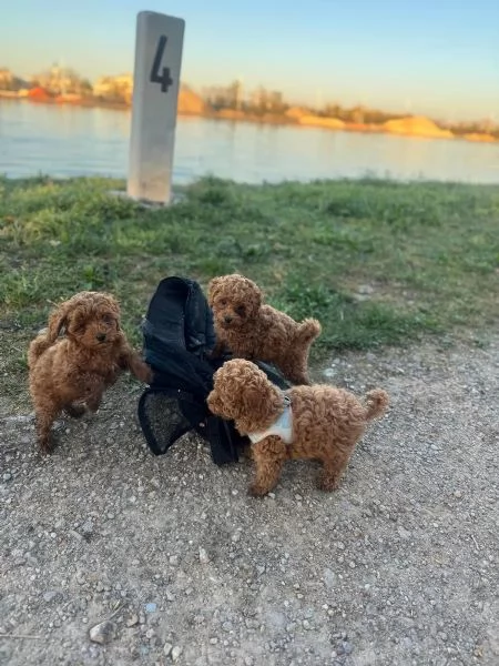 Disponibile barboncini toy Red con 2 sverminazioni  | Foto 0