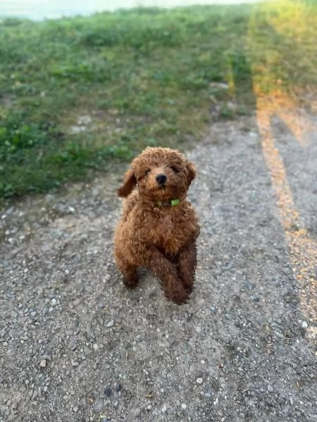 I cuccioli di barboncino Toy x asiatico cercano una nuova casa | Foto 2