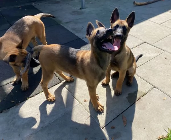  splendidi cuccioli di pastore belga Malinois  | Foto 2