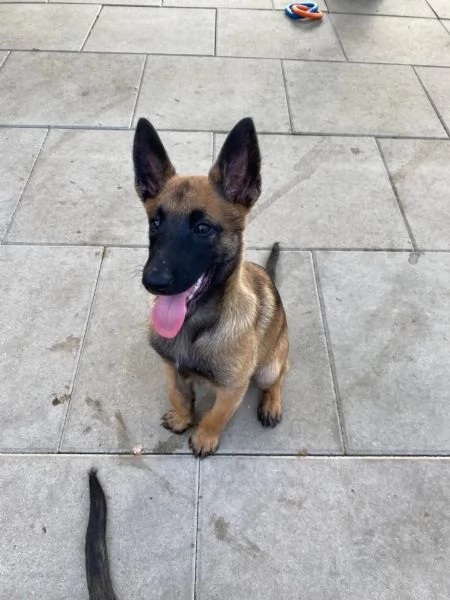  splendidi cuccioli di pastore belga Malinois  | Foto 0