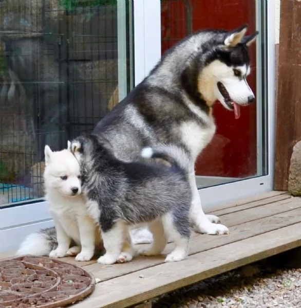 4 SIBERIAN HUSKY di colore biancogrigio | Foto 5