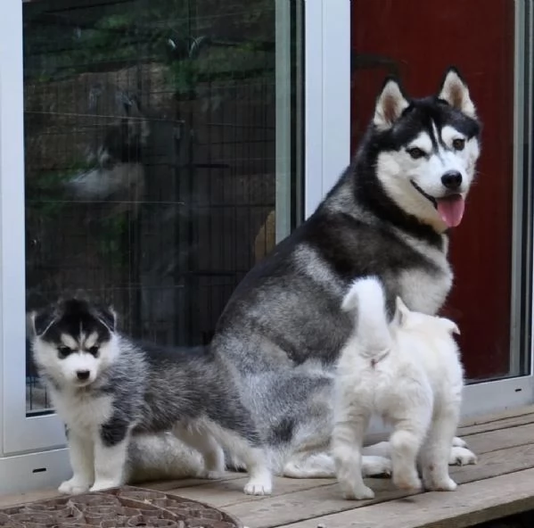 4 SIBERIAN HUSKY di colore biancogrigio | Foto 4