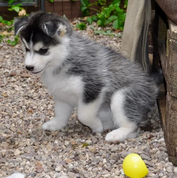 4 SIBERIAN HUSKY di colore biancogrigio | Foto 1