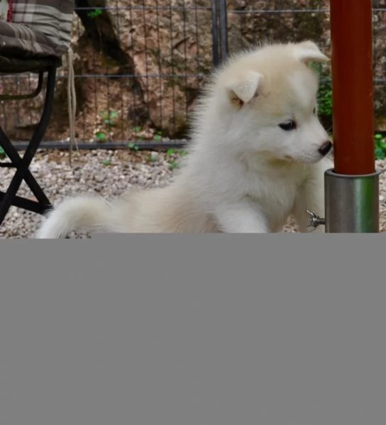 4 SIBERIAN HUSKY di colore biancogrigio | Foto 0