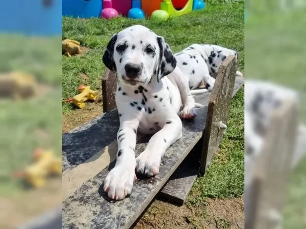 CUCCIOLI DALMATA con PEDIGREE | Foto 2