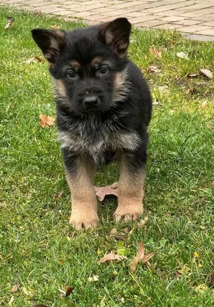 Cuccioli di pastore tedesco maschi e femmine pronti per partire | Foto 1