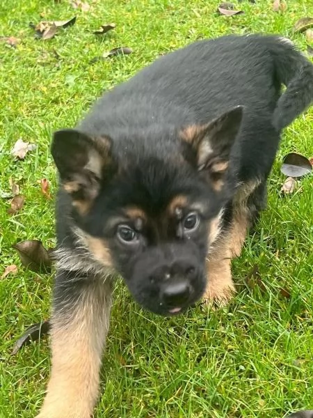 Cuccioli di pastore tedesco maschi e femmine pronti per partire | Foto 0