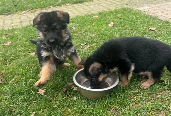 Cuccioli di pastore tedesco maschi e femmine pronti per partire