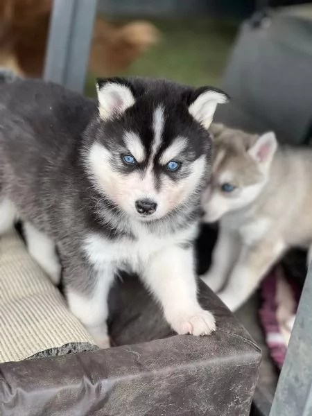 Cuccioli di Siberian Husky con pedigree ENCI