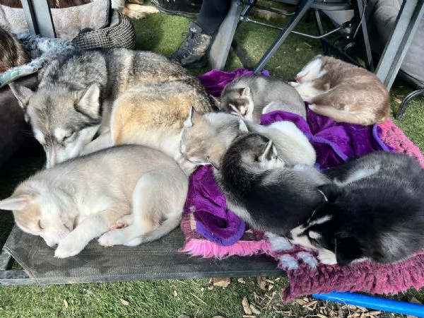 Cuccioli di Siberian Husky con pedigree ENCI | Foto 2