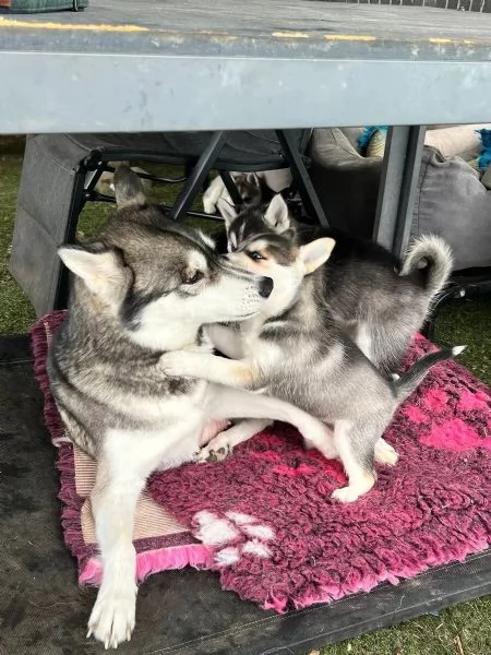 Cuccioli di Siberian Husky con pedigree ENCI | Foto 0
