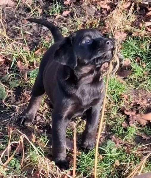 simpatici cuccioli di labrador maschi e femmine | Foto 1