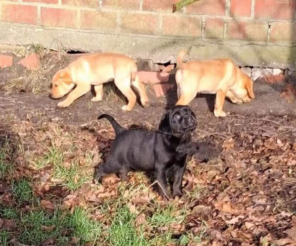 simpatici cuccioli di labrador maschi e femmine