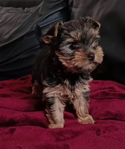 BELLISSIMI CUCCIOLI DI YORKSHIRE TERRIER DISPONIBILI | Foto 1