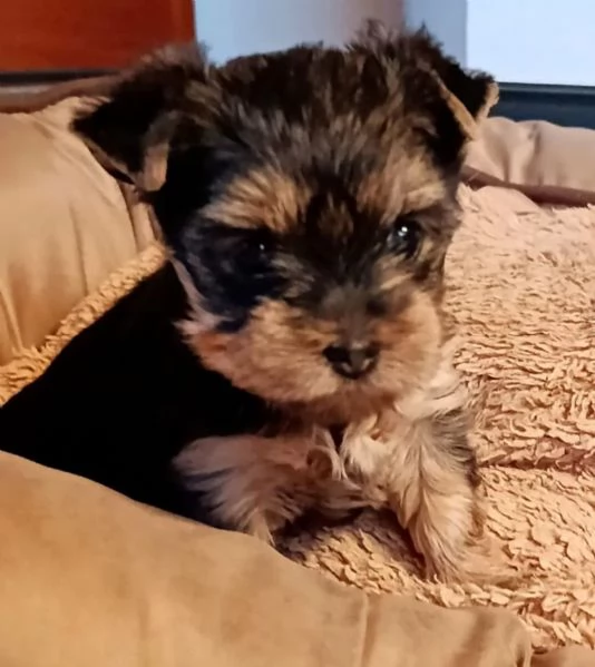 BELLISSIMI CUCCIOLI DI YORKSHIRE TERRIER DISPONIBILI | Foto 0