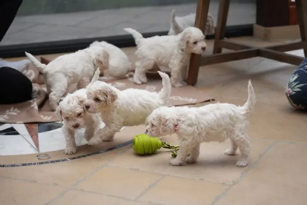 splendidi cuccioli di lagotto romagnolo nati in casa 