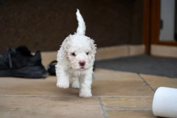 Cuccioli di Lagotto Romagnolo con pedigree ROI | Foto 3