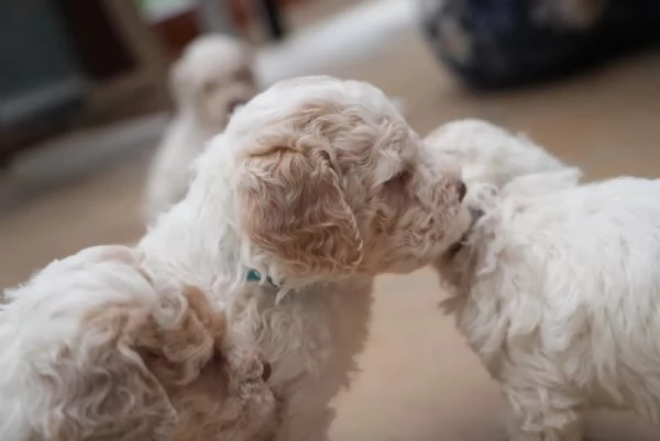 Cuccioli di Lagotto Romagnolo con pedigree ROI | Foto 1