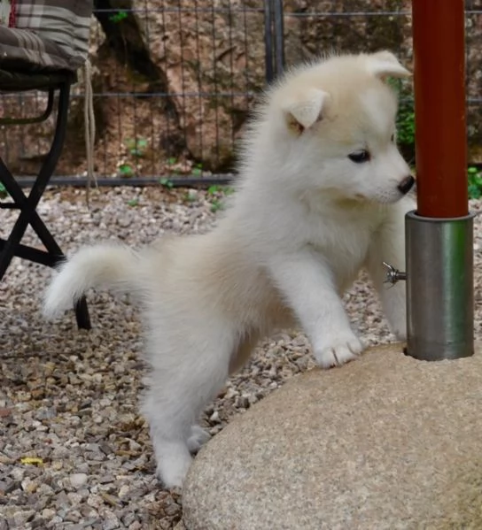 Cuccioli di Siberian Husky con pedigree ENCI | Foto 0