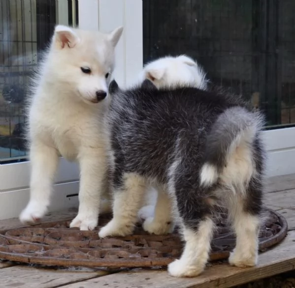 Cuccioli di Siberian Husky con pedigree ENCI
