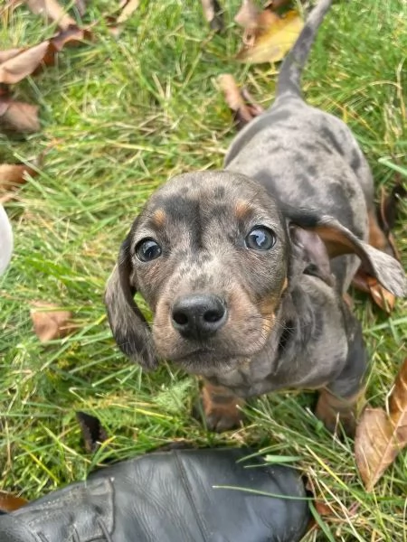 Cuccioli di bassotti disponibili Bassotti 