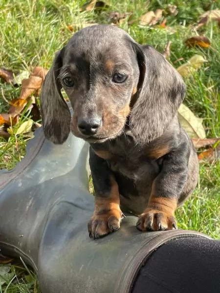 Bassottini di 2 mesi e mezzo | Foto 3