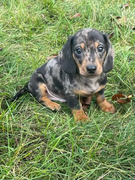 Bassottini di 2 mesi e mezzo | Foto 0