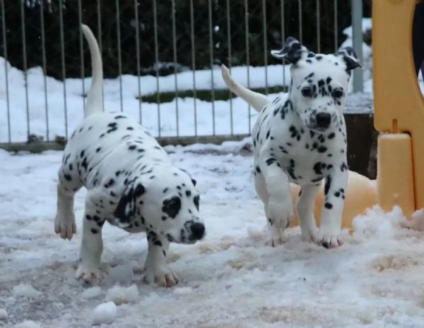 Cuccioli dalmata con Pedigree | Foto 2