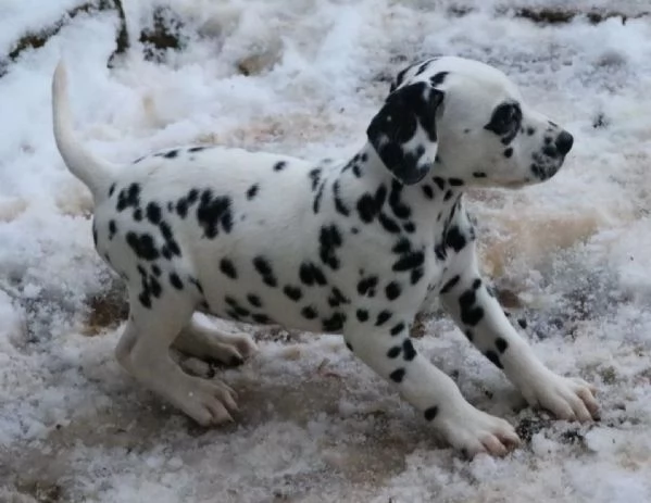 Cuccioli dalmata con Pedigree | Foto 0