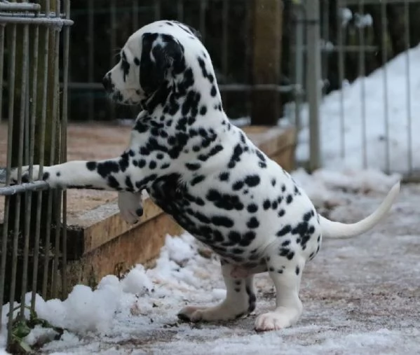 Cuccioli dalmata con Pedigree