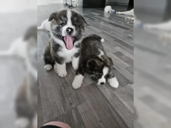 Cucciola akita disponibile microcippata e vaccinata | Foto 2