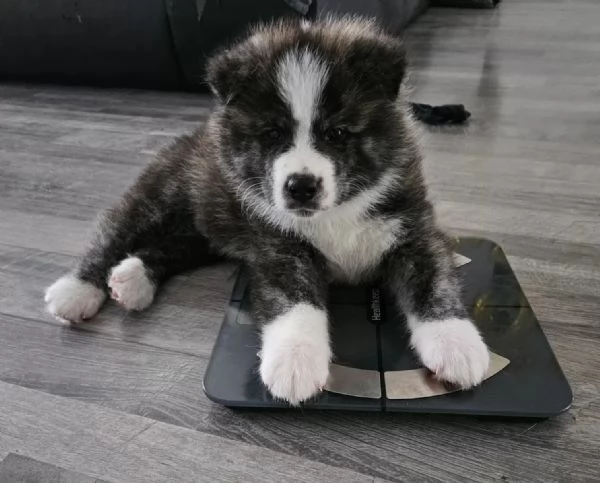 Cucciola akita disponibile microcippata e vaccinata | Foto 0