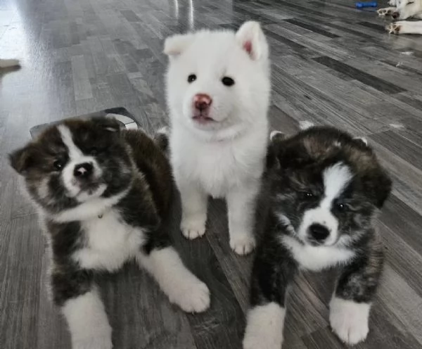 stupendi Cuccioli Akita inu con libretto sanitario vaccini sverminati | Foto 0