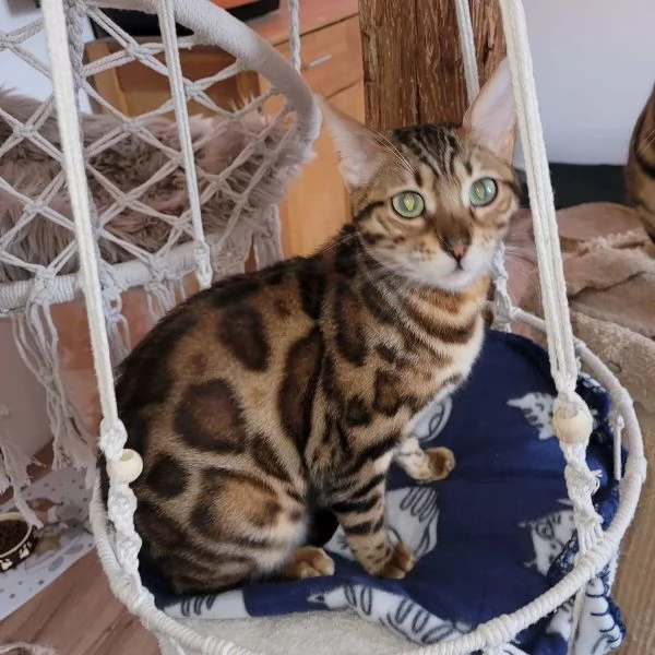 Gattini Bengala con pedigree ANFI | Foto 3