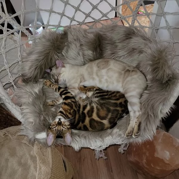 Gattini Bengala con pedigree ANFI | Foto 2