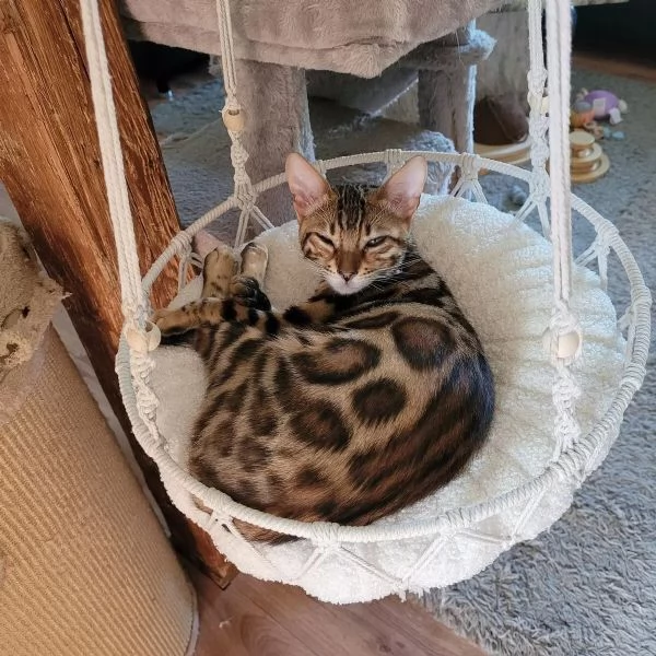 Gattini Bengala con pedigree ANFI | Foto 1