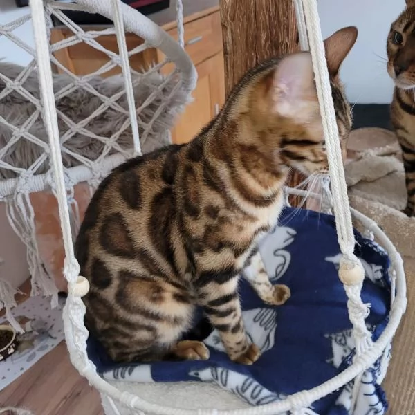 ADORABILI GATTI BENGALA CERCANO UNA NUOVA CASA | Foto 0