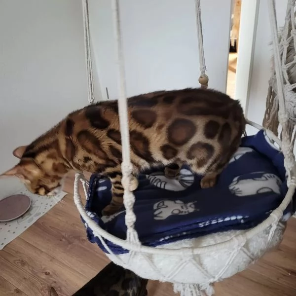 ADORABILI GATTI BENGALA CERCANO UNA NUOVA CASA