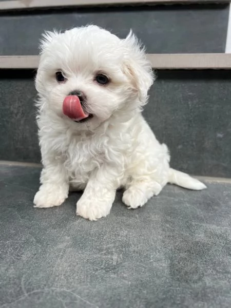 Cuccioli di maltese maschietti e femminucce 
