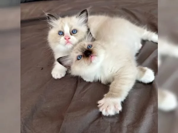 Meravigliosa cucciolata ragdoll con pedigree | Foto 1