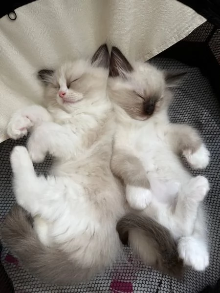 Meravigliosa cucciolata ragdoll con pedigree | Foto 0