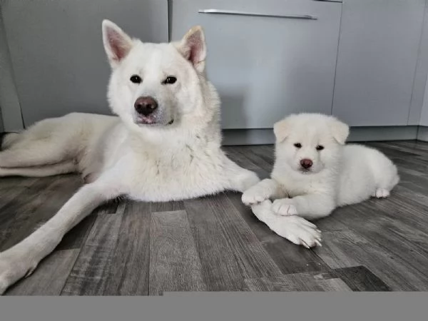 Bellissimi cuccioli di Akita in cerca della loro futura casa | Foto 4
