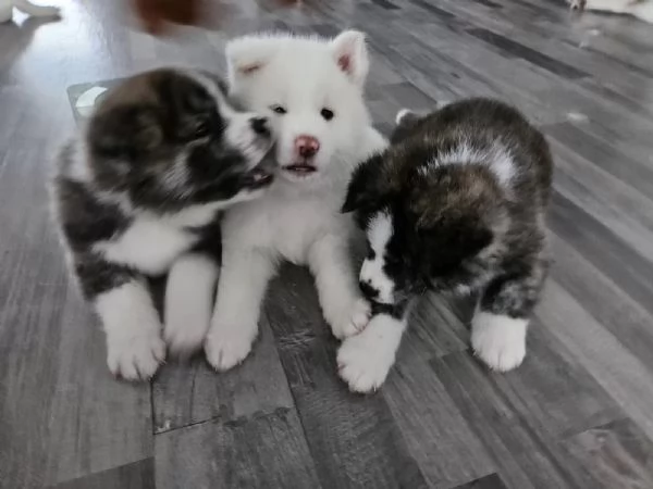 Bellissimi cuccioli di Akita in cerca della loro futura casa | Foto 1