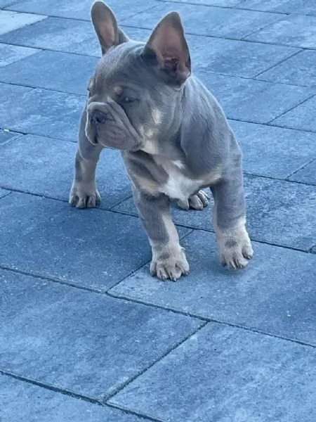 BULLDOG  BOULEDOGUE FRANCESE CUCCIOLI