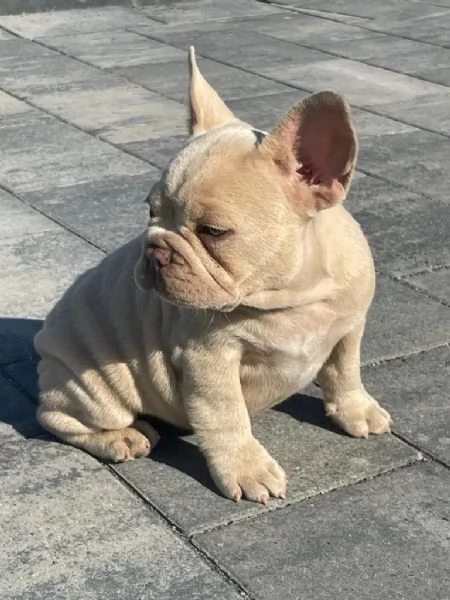 BULLDOG  BOULEDOGUE FRANCESE CUCCIOLI | Foto 3
